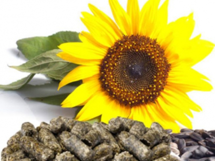 harinadegirasol